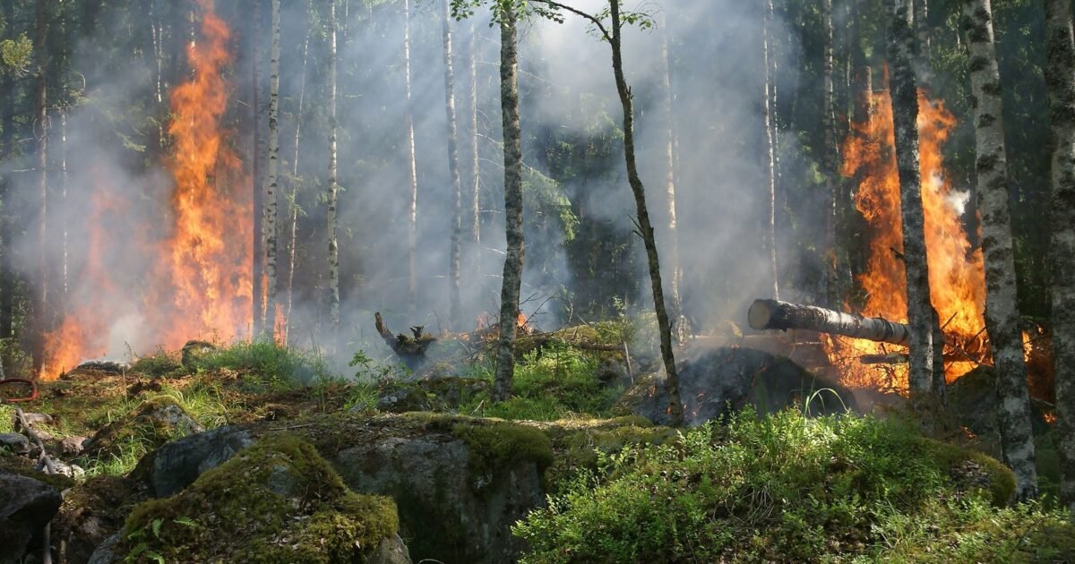 Flames and smoke tearing through a pine forest during active wildfire conditions