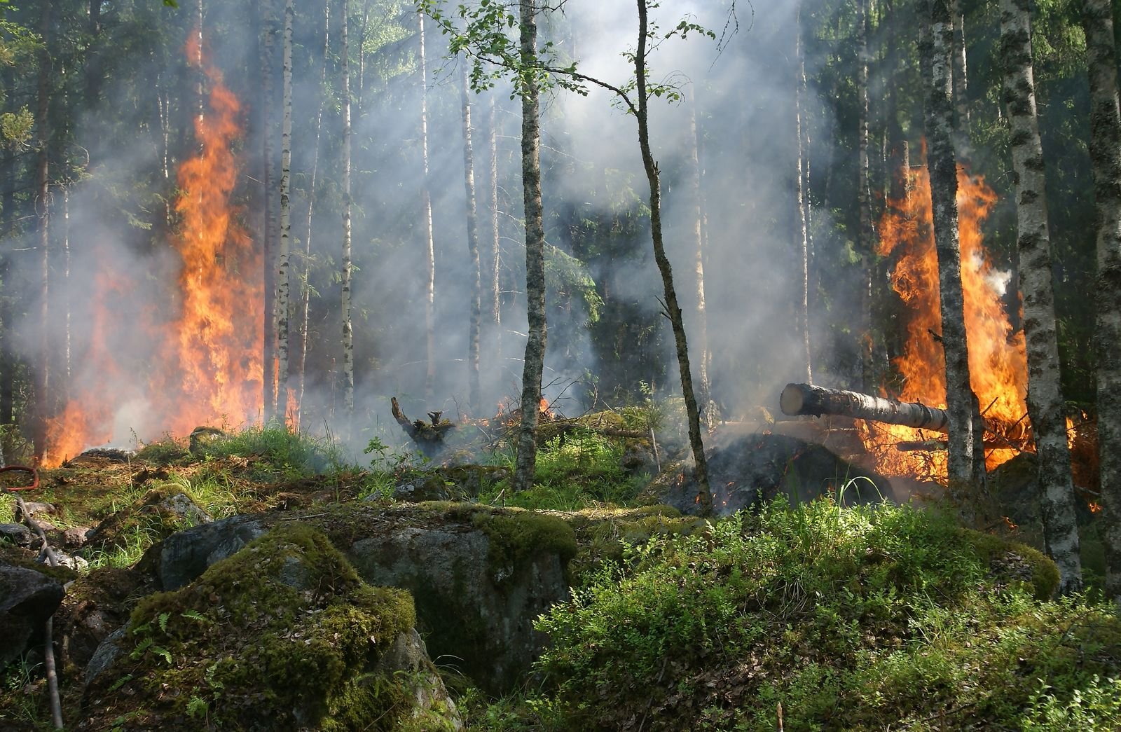 BC & Alberta Wildfire Season: Highway Closures, Detours & What Shippers Need to Know
